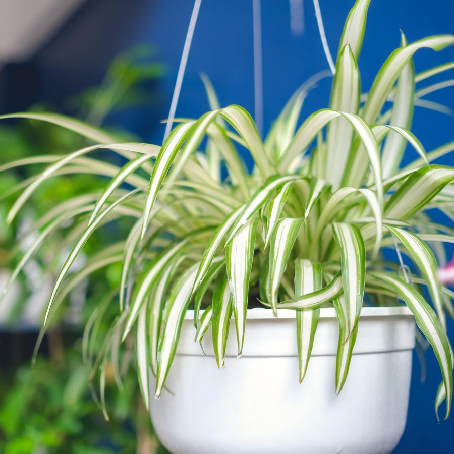 Curly Spider Plant Live, Variegated Spider Plant, 5-7 Inches Tall for Planting