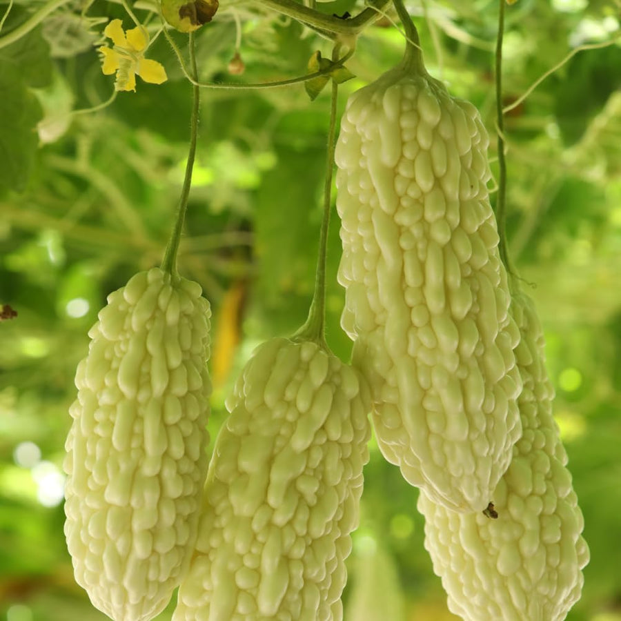 Bittermelon Plant Live 4'' Pot, White Jade Bittermelon Plant, 6-8 Inch Tall, Live Vegetable Plants, Tropical Climbing Plant for Outdoor Gardening, Well-Rooted