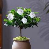 2 Cape Jasmine Plants Live, 5 to 6 Inc Long, Gardenia Plant Live, Frost Proof Gardenia Plant Well Rooted, Zone 6 to 11
