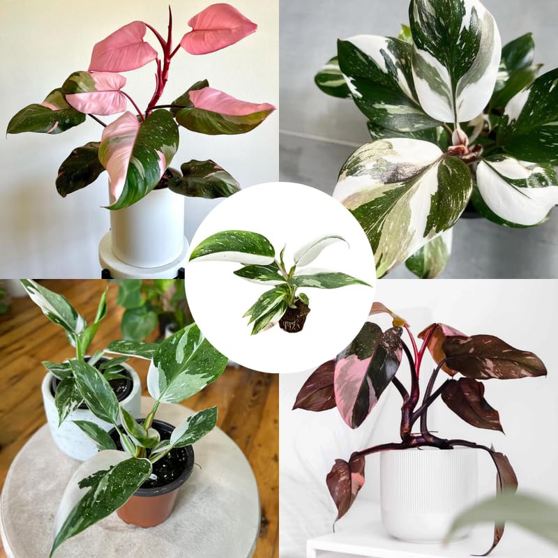 Mixed Variegated Philodendron Live Plants, Unique Foliage Philodendron Plants, Rare Tropical Houseplant, No Pot, 4-8'' Tall