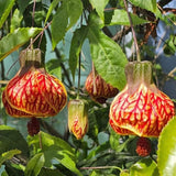 4 Orange Abutilon Plants Live 4 to 6 Inch Tall, Lantern Abutilon Flowering Live Plants, Fragrant Abutilon Plants Live Well Rooted Plug