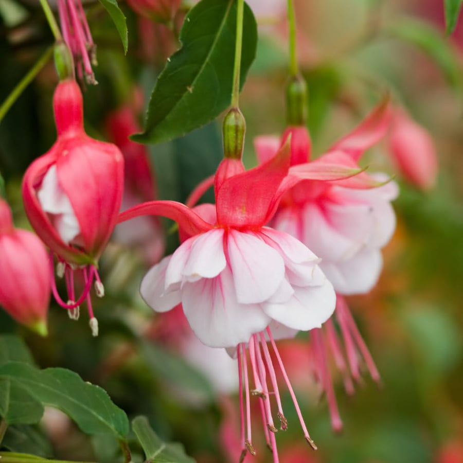 2 Live Fuchsia Plants Live, 4 to 6 Inc in Height, Red White Fuchsia Live Plants 4'' Pot for Growing