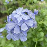 2 Blue Plumbago Live Plant 4-6 Inch Tall, Perennial Flowers Plant for Gardens, Patios, Landcapes, 2 Plant Per Pot, Hardy and Well-Rooted