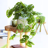 Monstera Live Plant, Tropical Swiss Cheese Plant, Indoor Split-Leaf Houseplant for Home or Office, 5-8” Tall, No Pot