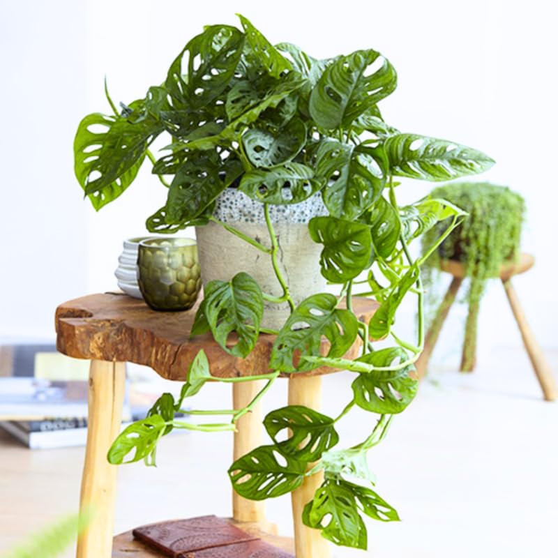 Monstera Plant Live, Swiss Cheese Live Indoor Houseplant, Tropical Split-Leaf Plant for Home Office, 5-8" Tall, No Pot