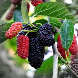 Dwarf Mulberry Plant Live for Planting 6 to 10 Inch Tall, in 3.5" Pot, Everbearing Mulberry Trees, Sweet Mulberry Fruit Plants Home Garden