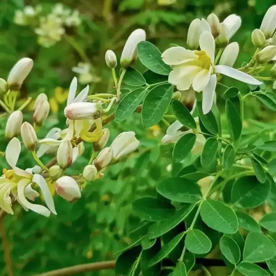 Moringa Oleifera Tree Live Plant, Malunggay Plant Live, 1 Gallon Pot, Moringa Tree Plant Live, Drumstick Malunggay, 10-14" Tall