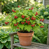 Thimbleberry Live Plant, Thimbleberry Raspberry Plant, 5 Inches Pot, 4-6 Inches Tall, Edible Berry Plants for Backyard Gardens and Edible Landscapes