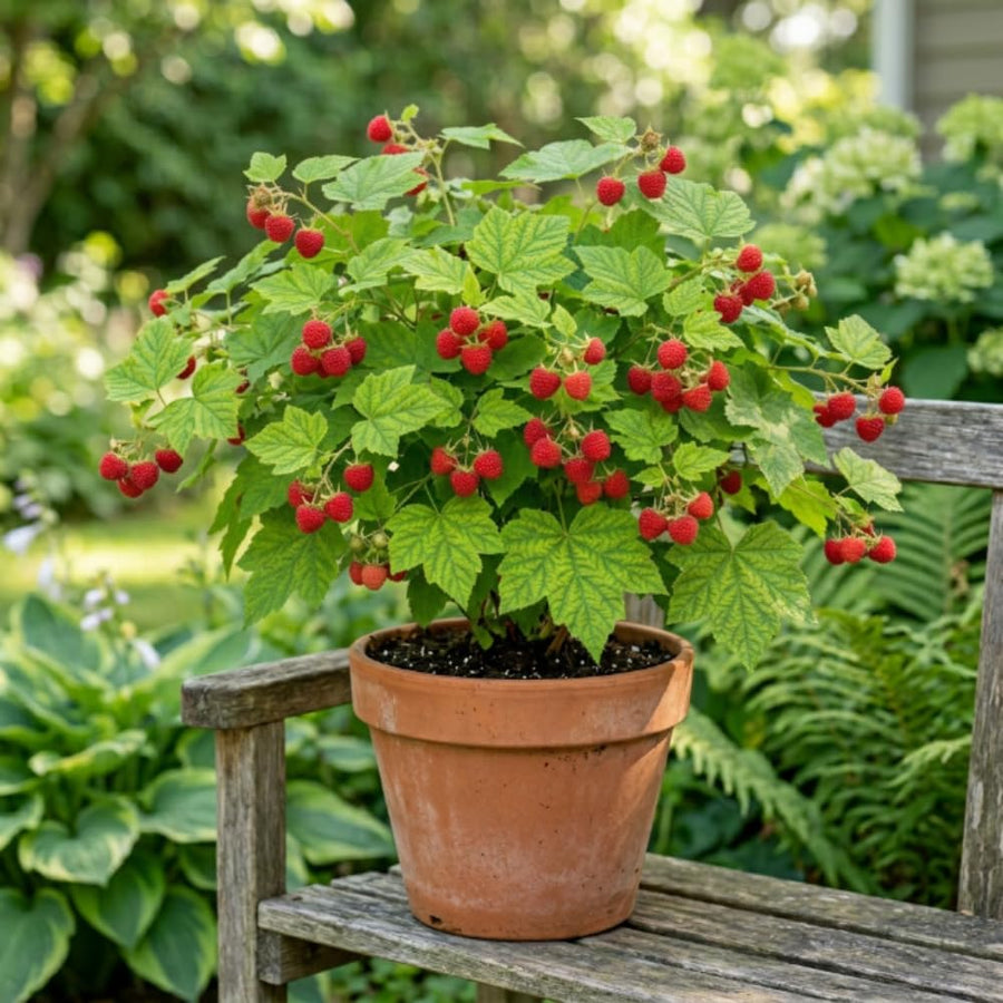 Thimbleberry Live Plant, Thimbleberry Raspberry Plant, 5 Inches Pot, 4-6 Inches Tall, Edible Berry Plants for Backyard Gardens and Edible Landscapes