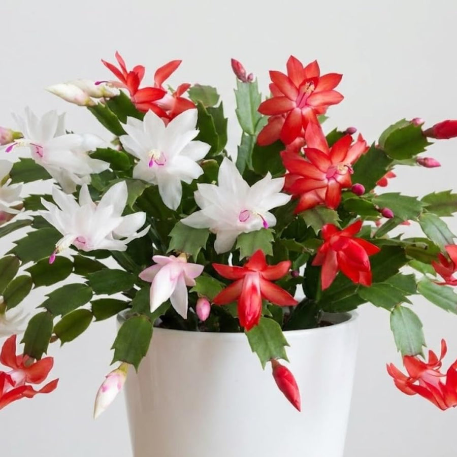 Live Christmas Cactus Plant, Red and White Flowers, Holiday Succulent in 6 Inch Pot for Indoor or Outdoor Growing