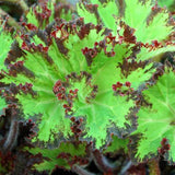 Combo 3 Green Begonia Angel Wing Plants Live, Begonia Maculata Live Plant, Begonias Live Plants Outdoor, 4 to 8 Inc Tall
