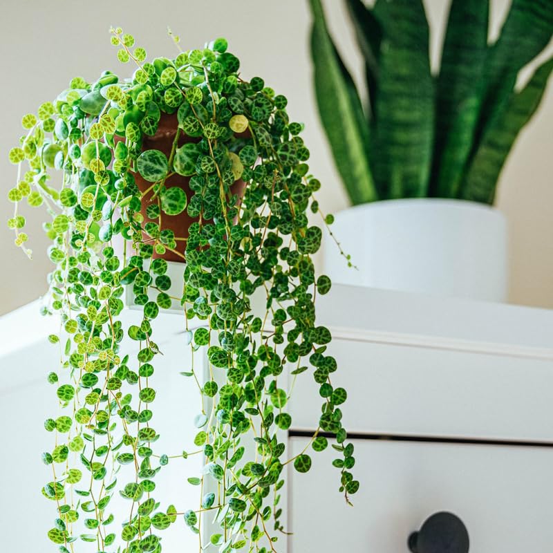 Succulent Plant Live, Trailing Houseplant, Indoor Green Foliage Plant in 4 Inch Pot (String of Turtles)
