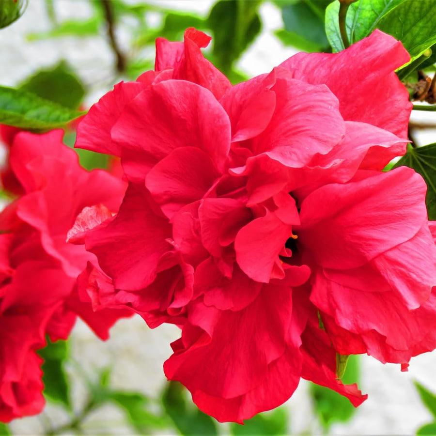 Set 2 Hardy Hibiscus Plants Live, Double Red Hibiscus Flowers Plants, Fragrant Perennial Flower Bush Tropical Plants Garden Landscapes
