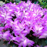 Set 2 Christmas Cactus Plants Live, Hanging Baskets Houseplants, Holiday Cactus Indoor Plants Live Well-Rooted 4-9" Tall, No Pot (Multicolor)