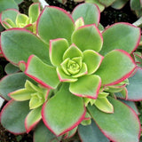 Aeonium Plant Live, Rarre Aeonium Succulents Indoor Houseplant in 4'' Pot, Succulents for Home Office Decoration (Green Pink)