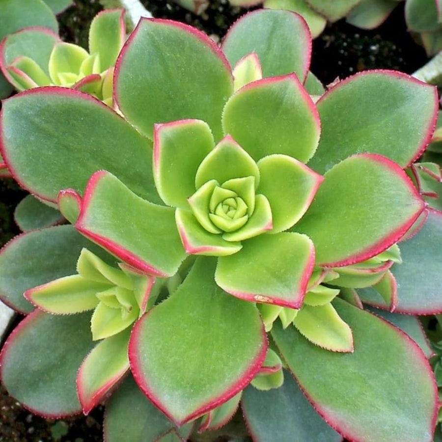 Aeonium Plant Live, Rarre Aeonium Succulents Indoor Houseplant in 4'' Pot, Succulents for Home Office Decoration (Green Pink)