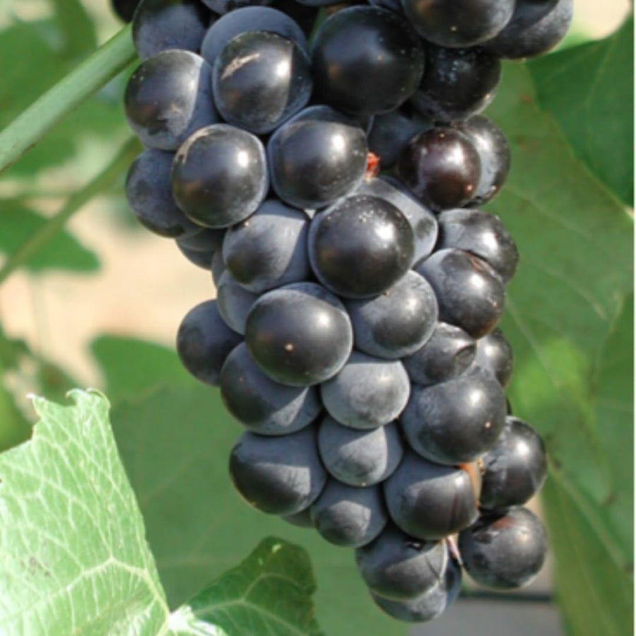 Black Seedless Grape Vines Trees Live Plants, Well-Rooted 1 to 2 Years Old, Grapes Plant Live for Outdoor Planting, Zones 3-9