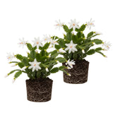 2 Christmas Cactus Plants Live, Holiday Blooming Indoor Plants Live Houseplants, Hanging Baskets Easy Care, Well-Rooted 5-8" Tall, No Pot, Bareroots, Single Stems (Purple Christmas Cactus)