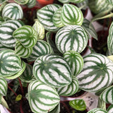 Watermelon Peperomia Plant in 4 Inch Pot, Live Peperomia Plant Potted for Home, Office, Live Indoor Houseplant