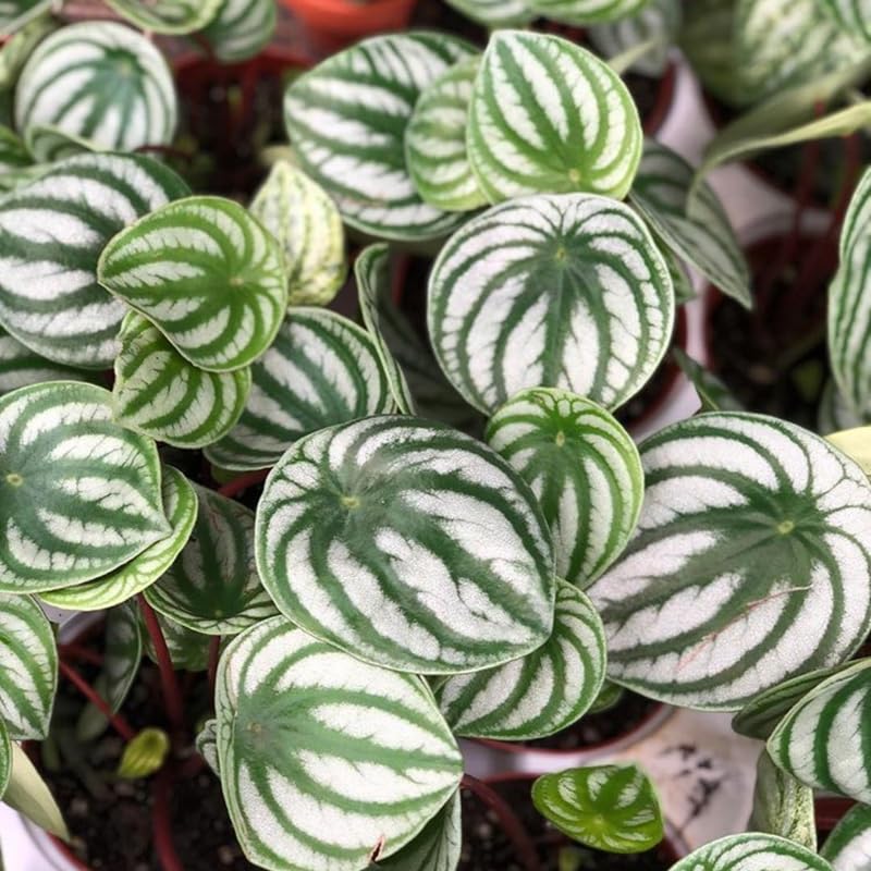 Watermelon Peperomia Plant in 4 Inch Pot, Live Peperomia Plant Potted for Home, Office, Live Indoor Houseplant