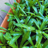 Set 2 Culantro Plants Live, Culantro Live Plant, 5 to 7 Inches Tall, Vegetable Herb Plant, No Potted