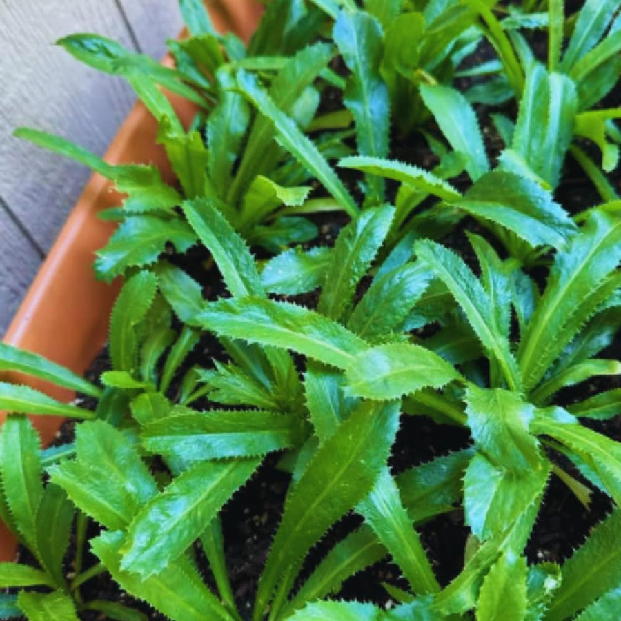 Set 2 Culantro Plants Live, Culantro Live Plant, 5 to 7 Inches Tall, Vegetable Herb Plant, No Potted