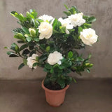 2 Cape Jasmine Plants Live, Gardenia Plants Live, Frost Proof Plant 4 to 6 Inc Long Zone 6 to 11