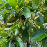 Avocado Tree Live Plant, Grafted Avocado Tree 3 Feet Tall in 3 Gallon Pot, Tropical Fruit Tree, Creamy Flavor