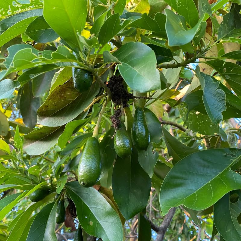 Avocado Tree Live Plant, Grafted Avocado Tree 3 Feet Tall in 3 Gallon Pot, Tropical Fruit Tree, Creamy Flavor