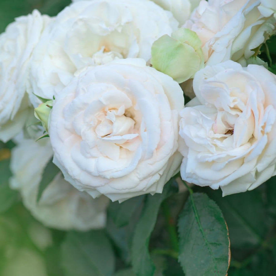 White Climbing Rose Live Plant, Fragrant Rose Bush Ready to Plants, Zone 5 to 9, Size 5 to 7 Inches and Bare Root
