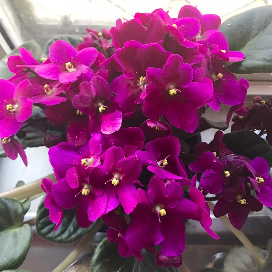 Pink African Violets Live Plant in 4" Pot, Starter African Violet for HouseplantIndoor Outdoor Home Decor