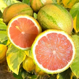 Variegated Pink Lemon Tree Live, Grafted Citrus Tree 3 Feet Tall, Pink Lemon Fruit Tree
