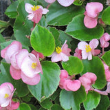 Pink Begonia Live Plant, 3–6 Inch Tall, 4” Pot, Ornamental Foliage Begonia Plant, Colorful Indoor Houseplant for Home and Office Decor