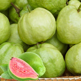 Set 2 Sweet Pink Guava Trees Plants Live, Pink Guava Seedlings Tree Fruit Plant, 4 to 9 Inc Tall, Pink Guava Plants
