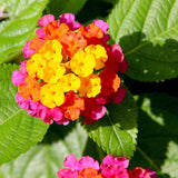 Set 3 Lantana Plants Live for Planting, 6-9 Inch Height, Ornamental Lantana Live Plants Ready to Grow (Rose Lantana)