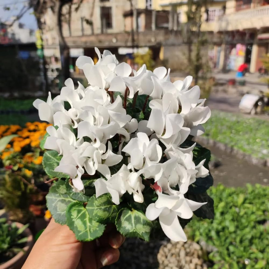 Cyclamen Plant Live, Hardy Flowering Plant with Vibrant Bloom, 5-7 Inches Pot, Outdoor Indoor Houseplant (White Cyclamen)