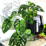 Monstera Plant Live, Swiss Cheese Live Indoor Houseplant, Tropical Split-Leaf Plant for Home Office, 5-8" Tall, No Pot