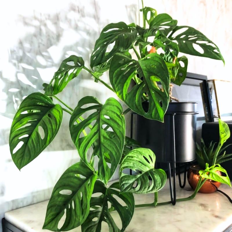 Monstera Plant Live, Swiss Cheese Live Indoor Houseplant, Tropical Split-Leaf Plant for Home Office, 5-8" Tall, No Pot
