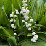 Set of 6 Lily of the Valley Plants Live, 4-7" Tall, Bareroot, Lily of the Valley Plant, Fragrant Flowering Perennials for Garden