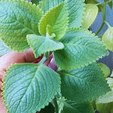 2 Cuban Oregano Live Plant, Oregano Plants Live, Mexican Mint Plant, Spanish Thyme Vegetable Plants Live Garden