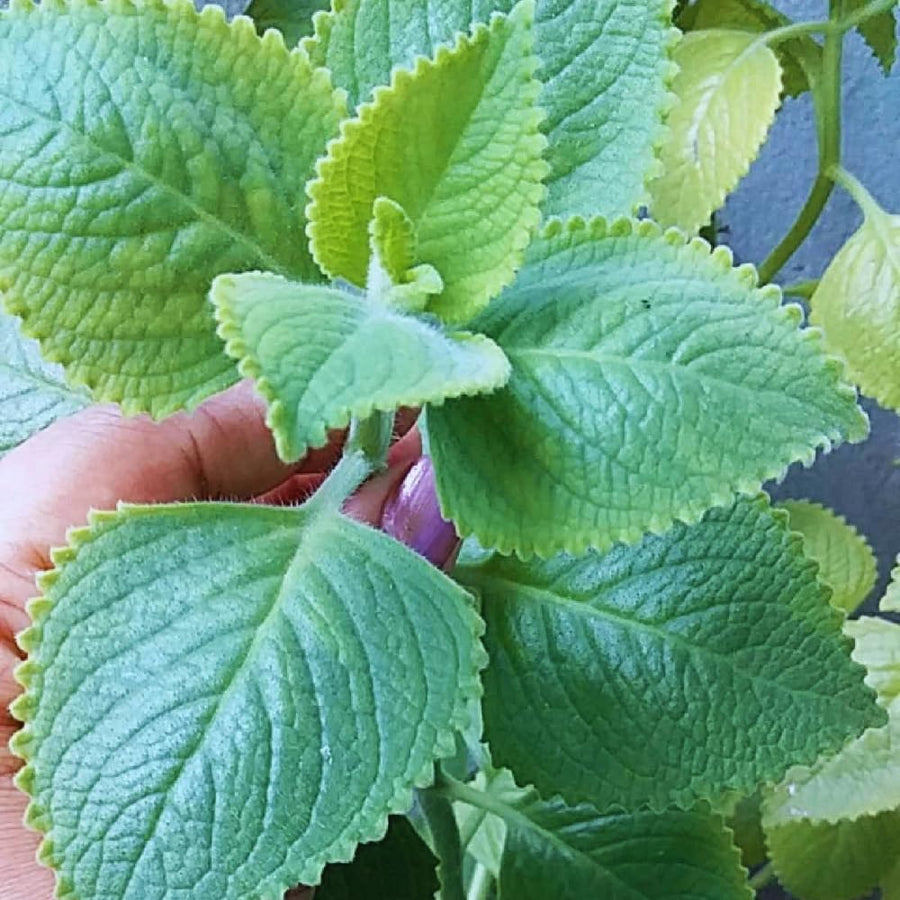 2 Cuban Oregano Live Plant, Oregano Plants Live, Mexican Mint Plant, Spanish Thyme Vegetable Plants Live Garden