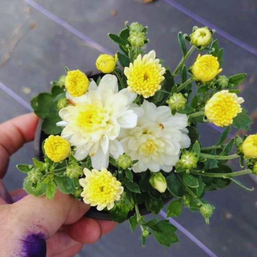 White Chrysanthemum Plants Live Tree Well Rooted, 4 to 6 Inches Tall, Mums Plants Live, 2 Plants for The Patio and Garden, Chrysanthemum Flower Live Plants