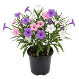 Mix Mexican Petunias Live Plant 4-8" Tall, 3 Plant Per Pot, Petunias Live Plants 4 Inch Pot, Colorful Flowering for Garden, Landscape