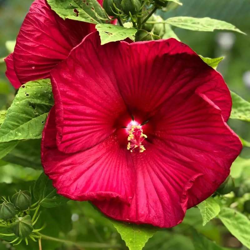 Red Hibiscus Plant Live, Hardy Hibiscus Flowers for Outdoor Landscapes, 5-9 Inch Height, Ornamental Hibiscus Bush Shrub, Well-Rooted, No Pot