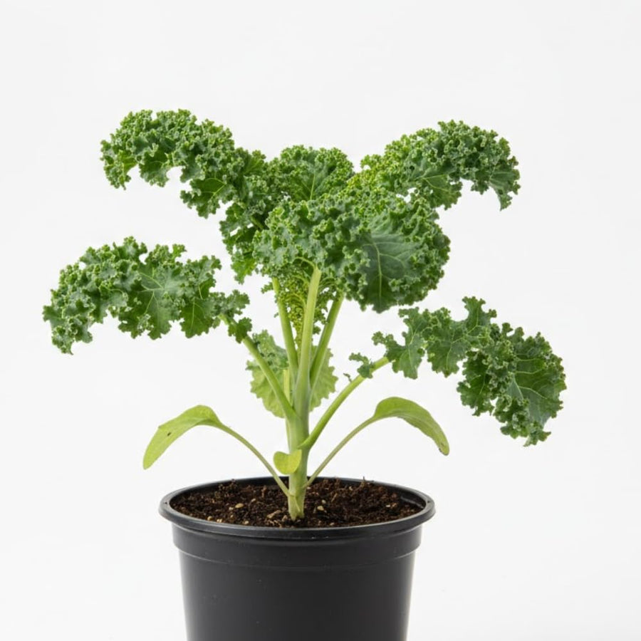 Kale Plant Live, Vegetable Live Plant, Kale Live Plant Pot, 4 Inc Potted