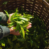 Tea Plant Camellia Sinensis Plants Live, Set 2 Plants, Live Tea Plant Tree, Herb Plant Garden