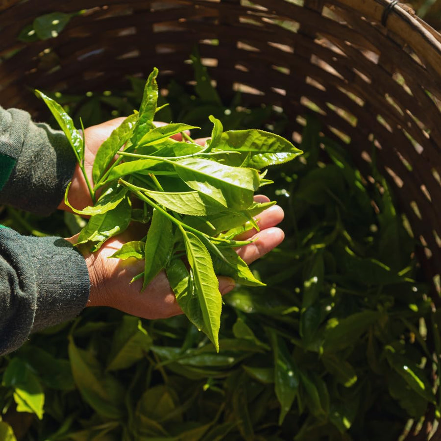 Tea Plant Camellia Sinensis Plants Live, Set 2 Plants, Live Tea Plant Tree, Herb Plant Garden
