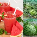 2 Watermelon Plants Live, Sweet Watermelon Fruit Plant, Live Watermelons Plant, 4 to 6 Inch Tall, 2 Plants per Pot
