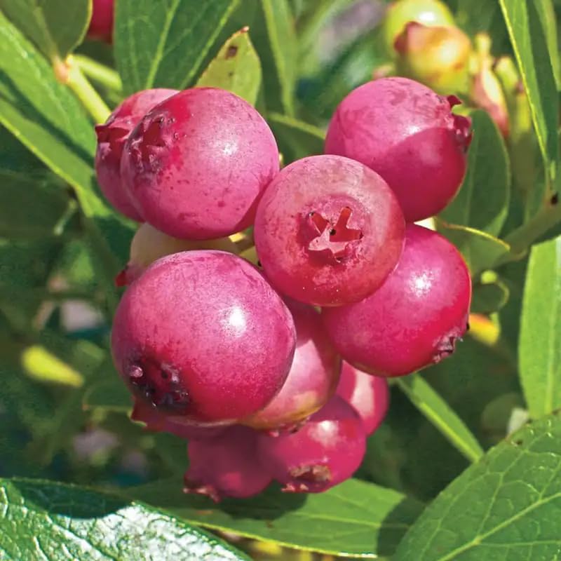 Pink Lemonade Blueberry Plant Live in 4’’ Pot, High Yield Blueberries Bush Shrub, Sweet Flavor, Ideal for Home Gardens, Patio Containers