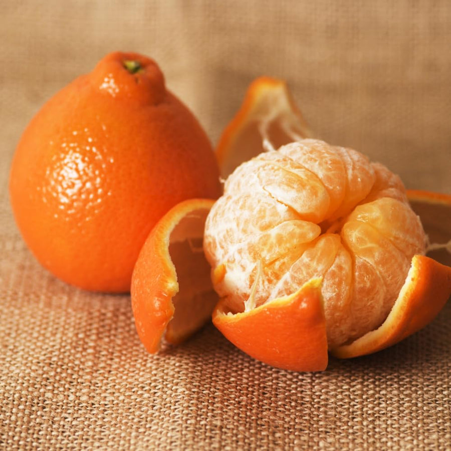 Ugli Tangelo Plant Live, Grafted Orange Tangelo Live Plant, Grafted Fruit Tree, 3 Feet Tall for Outdoor Planting